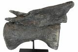 Dinosaur (Camarasaurus) Caudal Vertebra - Metal Stand #77928-1